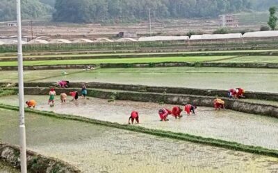 देशभर ९१ प्रतिशत धान रोपाइँ