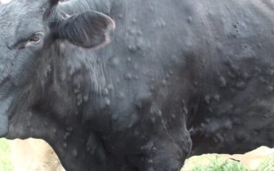बागमतीमा भोलिदेखि लम्पी स्किन रोगविरुद्ध सप्ताहव्यापी खोप अभियान सञ्चालन हुने