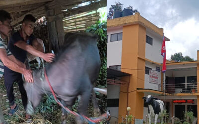 बनेपा १२ र १४ मा प्रमाणित भयो लम्पी स्किनको संक्रमण, सचेत रहन अपिल