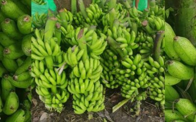 नेपाली केराले नै दसैँ, तिहार र छठ धान्ने, आयात नगर्न अनुरोध